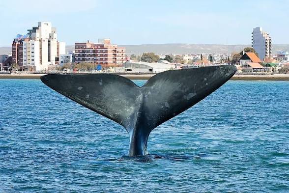 Puerto Madryn